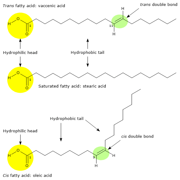 fat structure