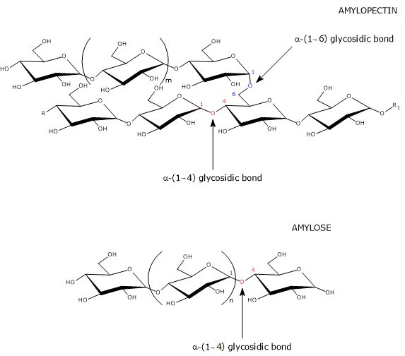 1 Chemical structure of starch with amylose and amylopectin units.