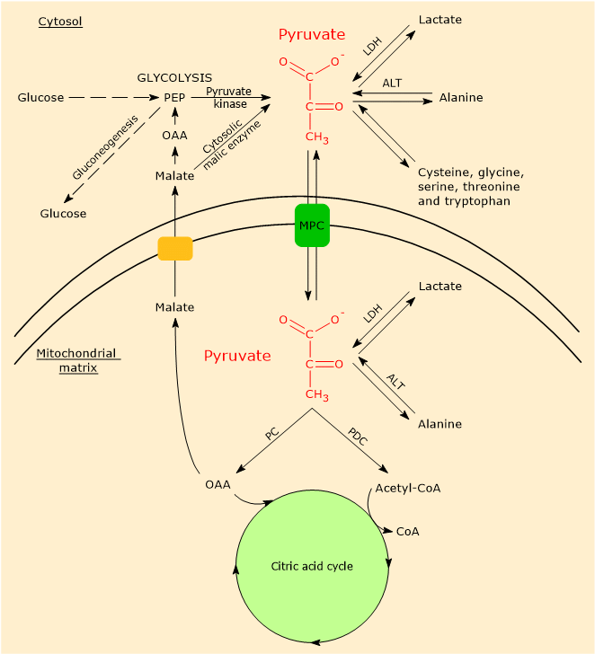 Metabolism of pyruvic acid in cells with mitochondria