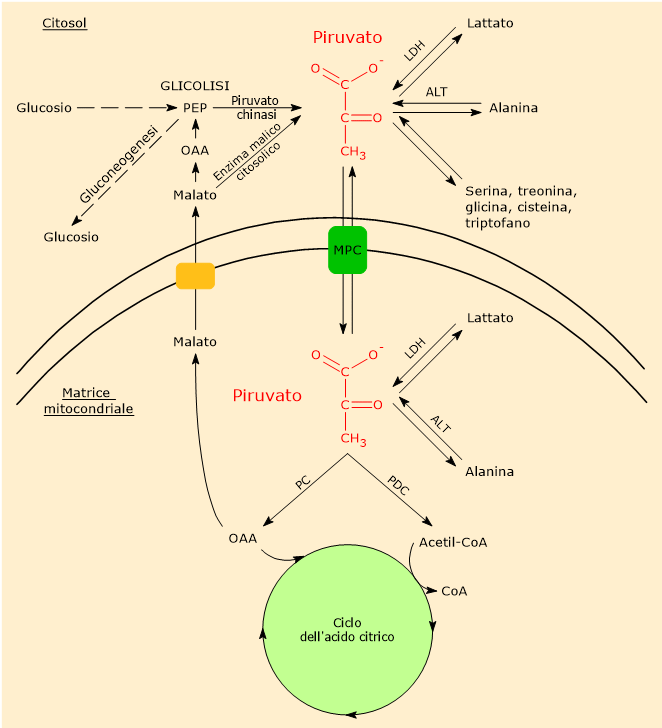 Metabolismo dell'acido piruvico in cellule dotate di mitocondri