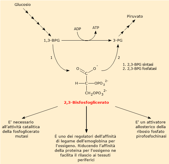 Metabolismo e funzioni del 2,3-bisfosfoglicerato