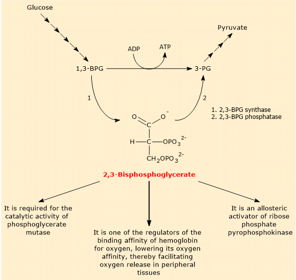 Metabolism and role of 2,3-bisphosfoglycerate