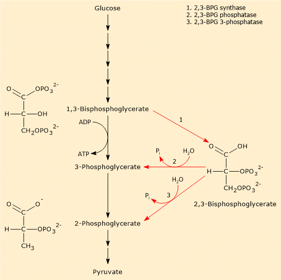 The reactions and enzymes involved in the Rapoport-Luebering shunt