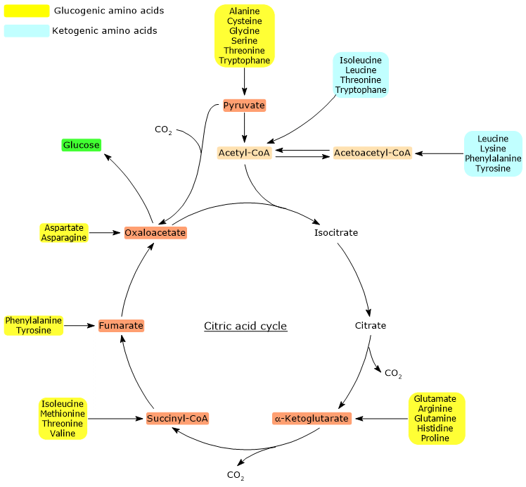 Entry points of carbon atoms from glucogenic and ketogenic amino acids into the citric acid cycle.