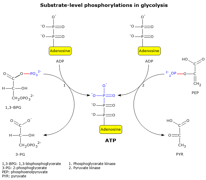 The two glycolytic reactions in which substrate-level phosphorylation occurs